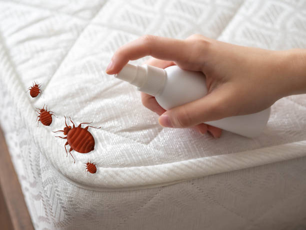 Reliable Home, WA Pest Control Solutions